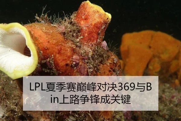 LPL夏季赛巅峰对决369与Bin上路争锋成关键